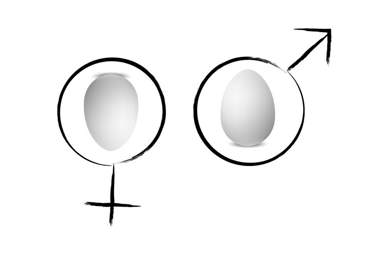 gender diagram