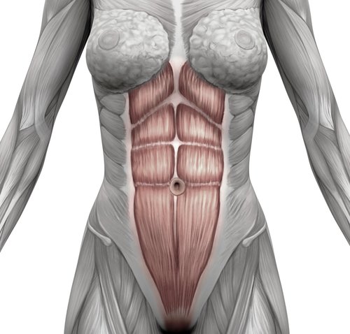 diagram of female musculature