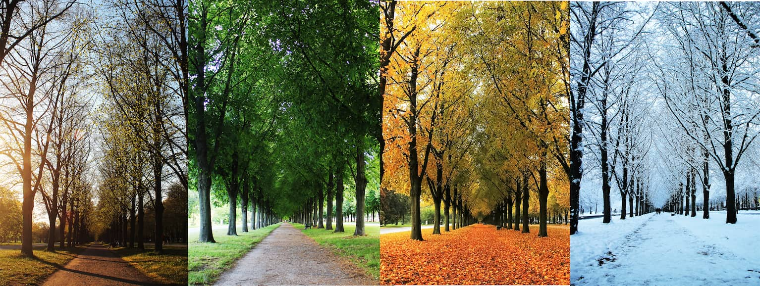 Rows of trees shown in different seasons