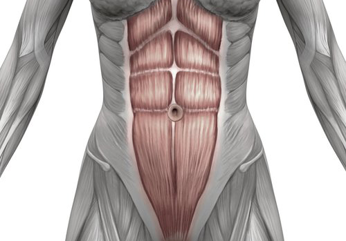 Diagram of abdominal muscles